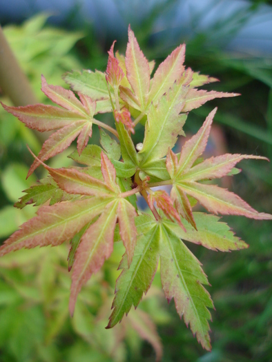 Acer palmatum Katsura (2010, May 04) - Acer palmatum Katsura