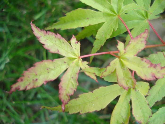 Acer palmatum Katsura (2010, May 04) - Acer palmatum Katsura