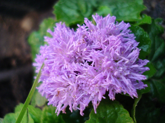 Ageratum mexicanum (2010, May 07) - AGERATUM Houstonianum