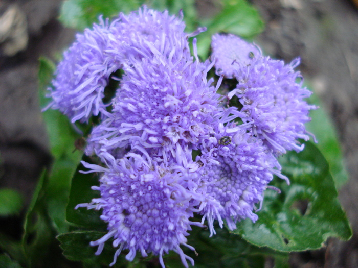 Flossflower_Bluemink (2010, May 20) - AGERATUM Houstonianum