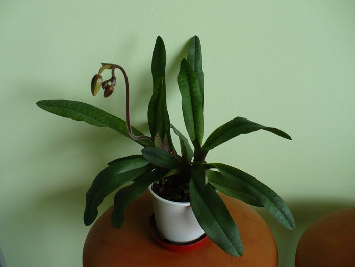 Paphiopedilum 9 mai 2010 - Orhidee 2010