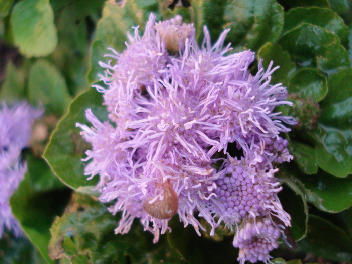 Ageratum mexicanum (2010, May 07)