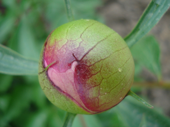 Peony. Bujor (2010, May 07) Peony. Bujor (2010, May 07)