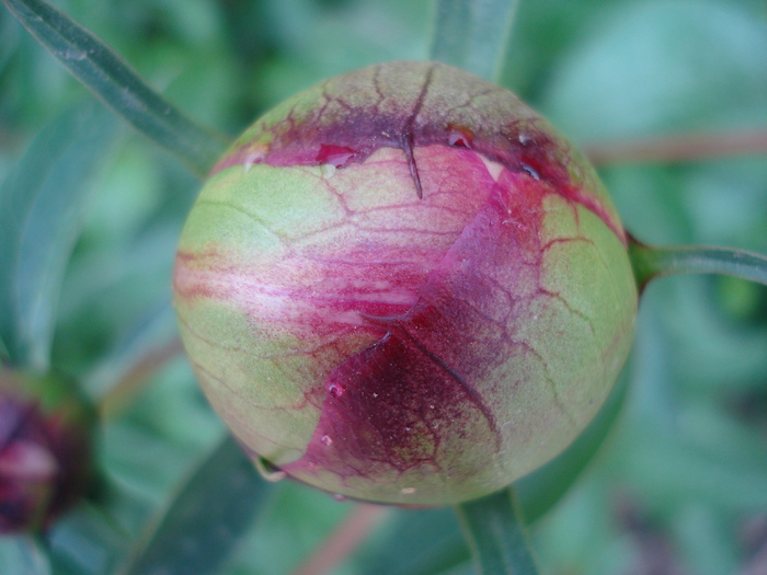 Peony. Bujor (2010, May 07) Peony. Bujor (2010, May 07)