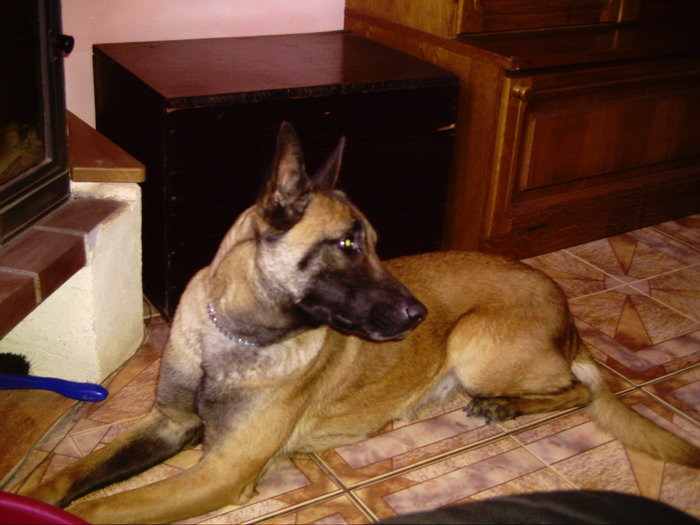 2008 041 - Ciobanesc belgian malinois