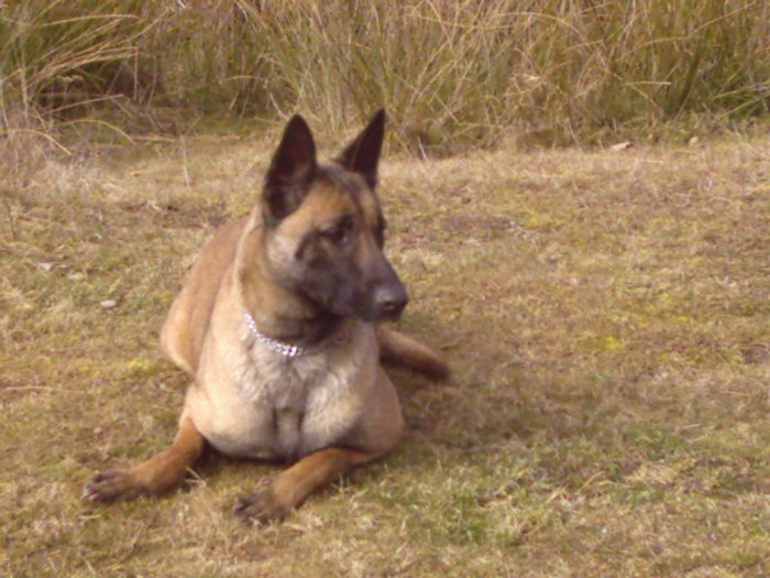 2008 078 - Ciobanesc belgian malinois