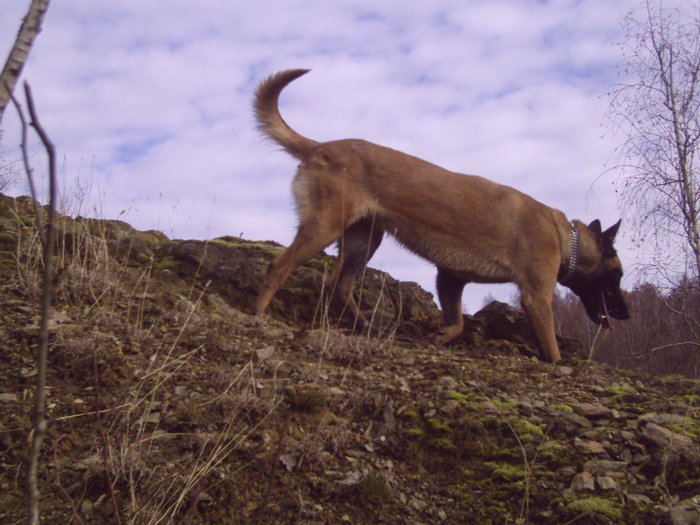 2008 083 - Ciobanesc belgian malinois