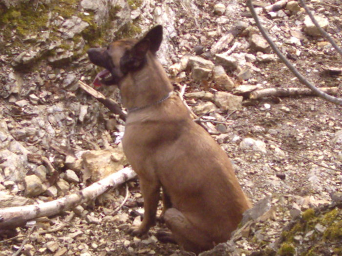 2008 088 - Ciobanesc belgian malinois