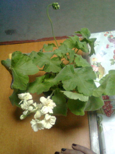 muscata galbena
