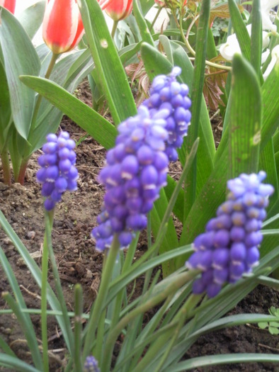 muscari 2010