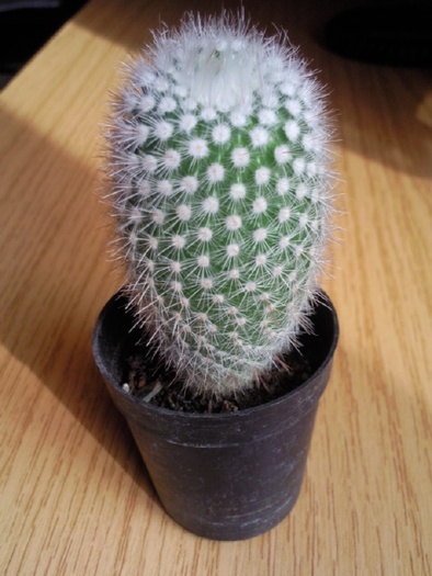 Cactus columnar; 2010
