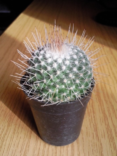 Mammillaria geminispina - Colectie cactusi