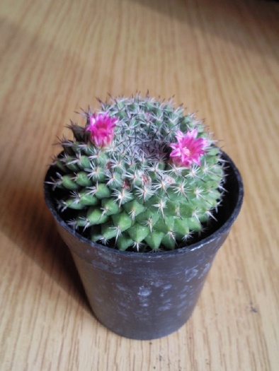 Mammillaria sp; 2010
