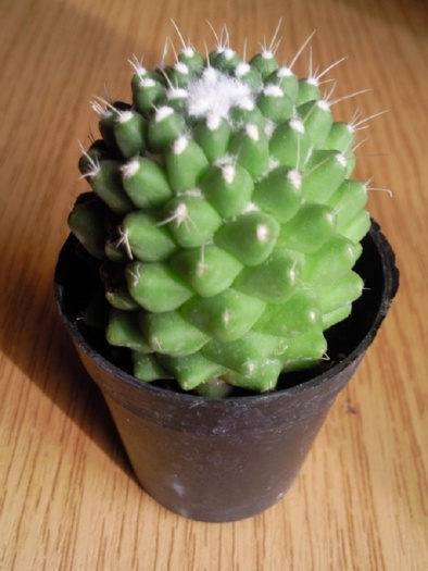 Mammillaria hb - Colectie cactusi