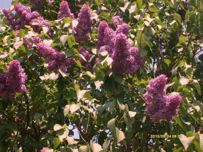  - Liliac-floare