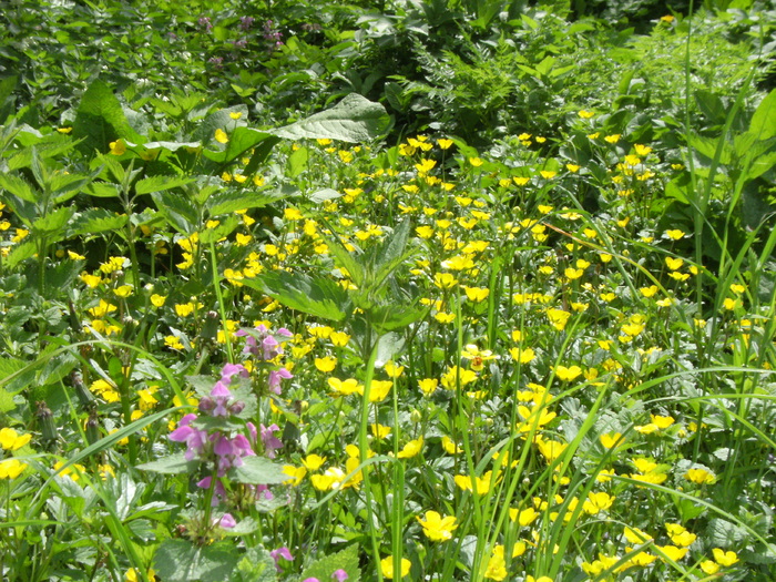 9 mai 2010 006 - vegetatia 2010
