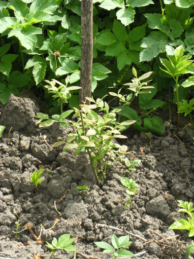 9 mai 2010 007 - vegetatia 2010