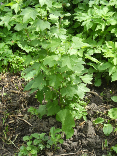 9 mai 2010 009 - vegetatia 2010