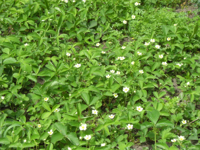 9 mai 2010 010 - vegetatia 2010