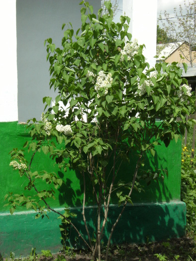 9 mai 2010 014 - vegetatia 2010