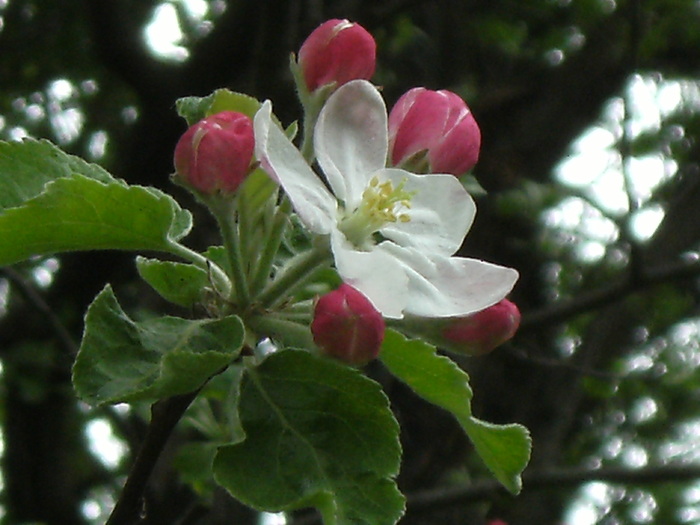 9 mai 2010 026 - vegetatia 2010