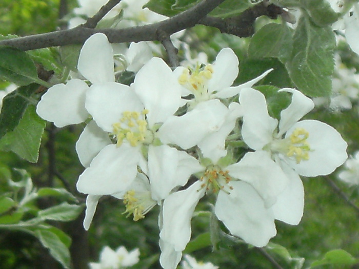 9 mai 2010 028 - vegetatia 2010