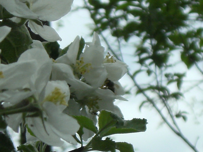 9 mai 2010 029 - vegetatia 2010