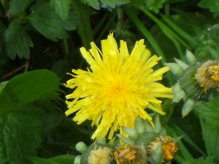 9 mai 2010 031 - vegetatia 2010
