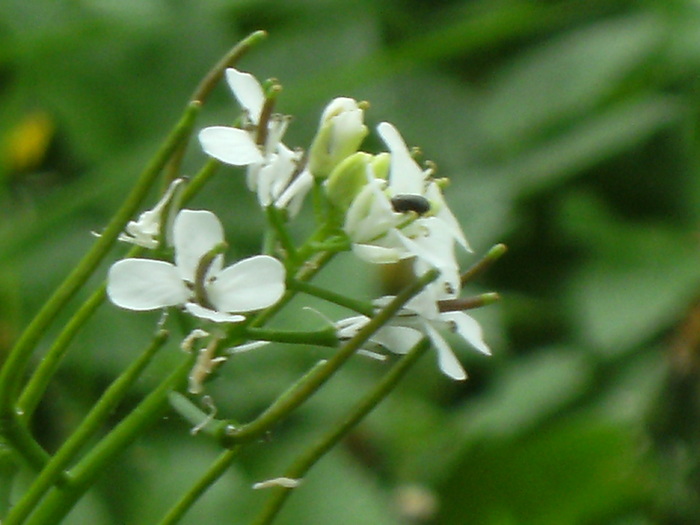 9 mai 2010 032 - vegetatia 2010