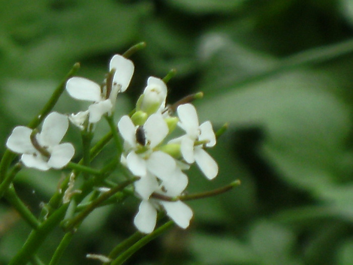 9 mai 2010 033 - vegetatia 2010