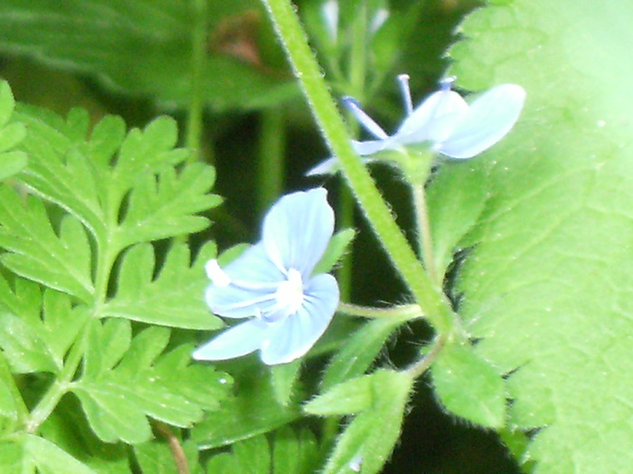 9 mai 2010 034