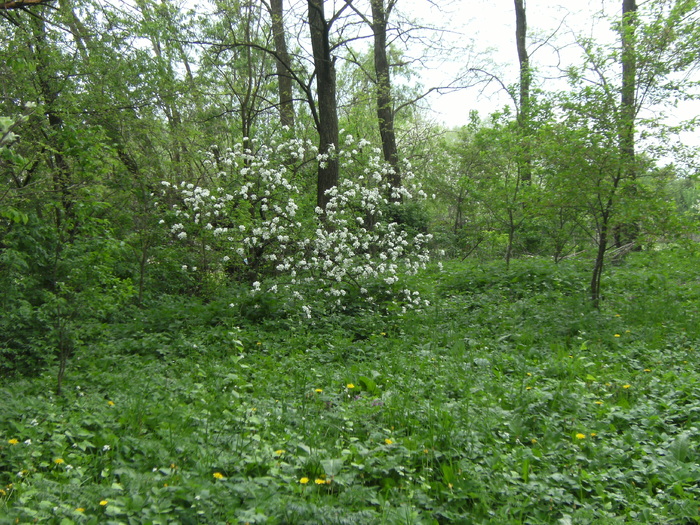 9 mai 2010 037 - vegetatia 2010