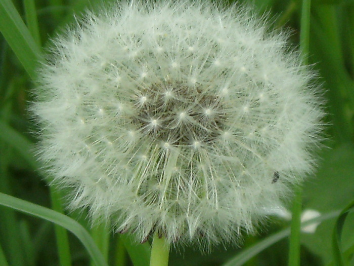 9 mai 2010 040 - vegetatia 2010