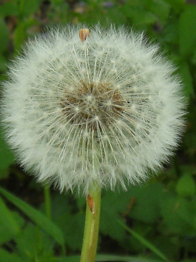 9 mai 2010 041 - vegetatia 2010