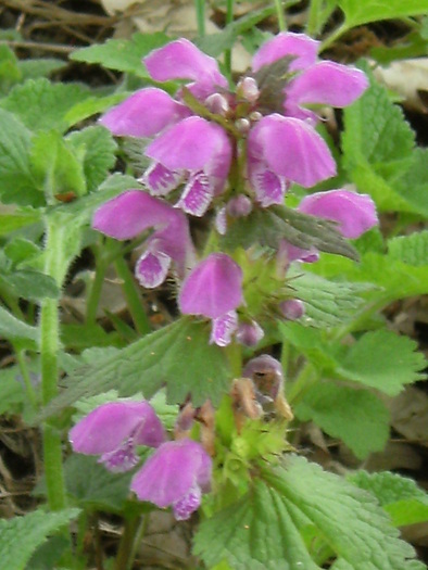 9 mai 2010 042 - vegetatia 2010