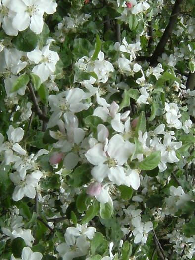 9 mai 2010 050 - vegetatia 2010