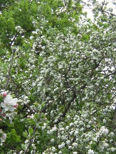9 mai 2010 053