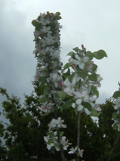 9 mai 2010 054