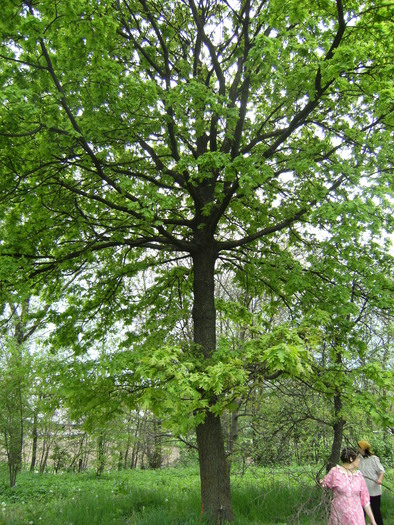 9 mai 2010 055 - vegetatia 2010