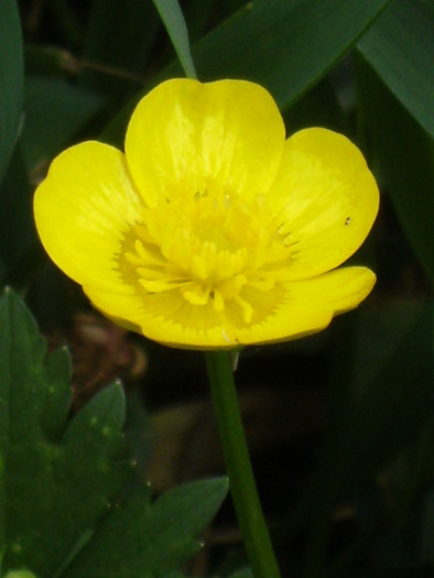 9 mai 2010 056