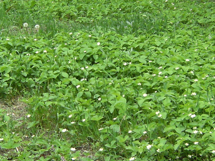 9 mai 2010 059