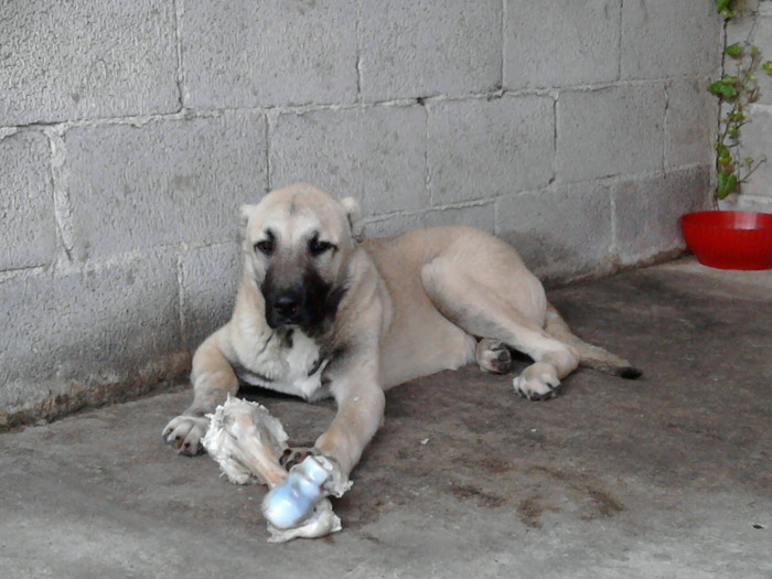 Foto0326 - kangal 3-6 luni