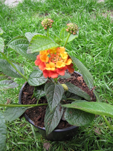 Lantana 9 mai 2010