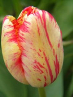 14428246_FXBBTGQBZ[1] - Lalele