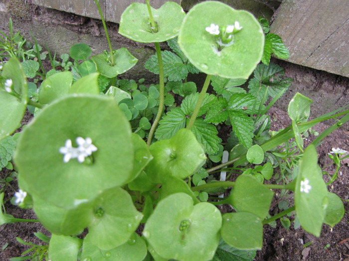 Claytonia Perfoliata - slata minerului - nume necunoscut