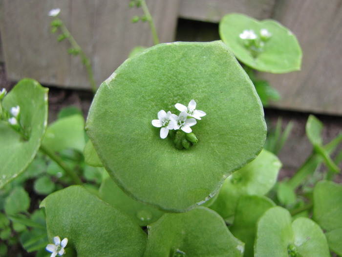 Claytonia Perfoliata - salata minerului - nume necunoscut