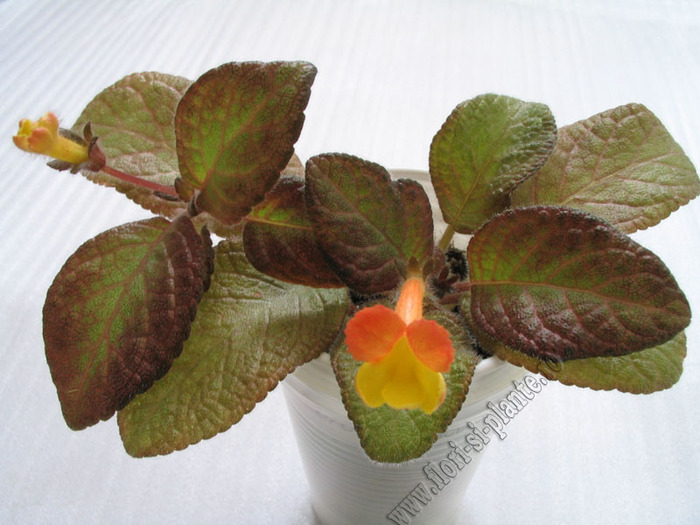 Episcia Showtime 9