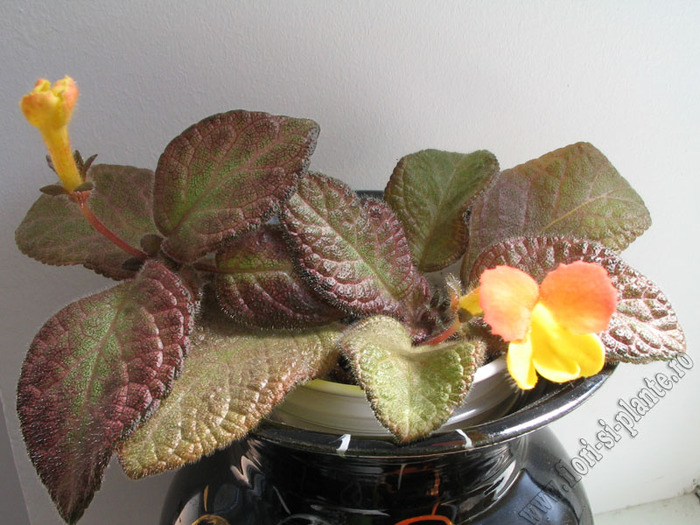 Episcia Showtime 10