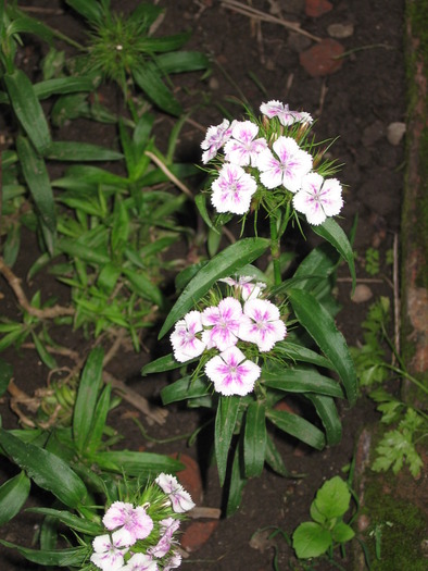 Garofite - Flori de gradina