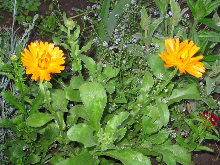 Galbenele - Flori de gradina